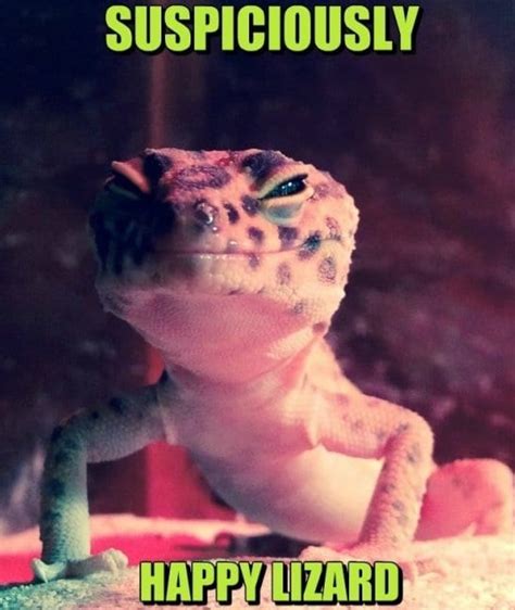 Meme - Lizard - Viral Viral Videos