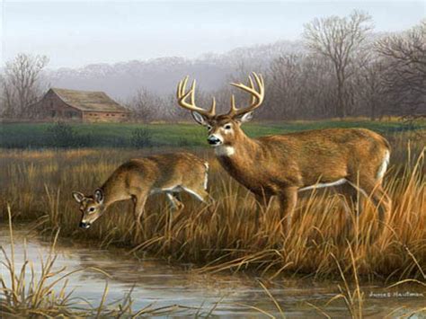 Deer Hunting Backgrounds - Wallpaper Cave