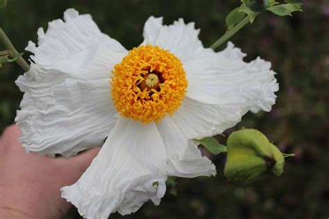 Fried Egg Flowers: The Matilija Poppy! ⋆ Mimi Avocado