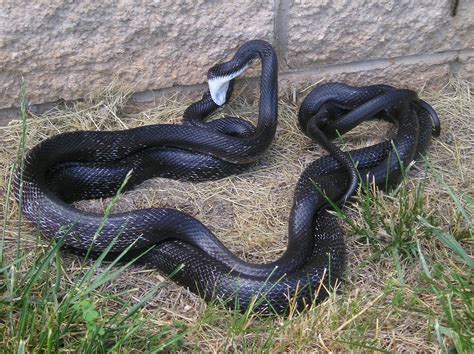 Mating Black Rat Snakes | Rat snake, Black rat, Snake