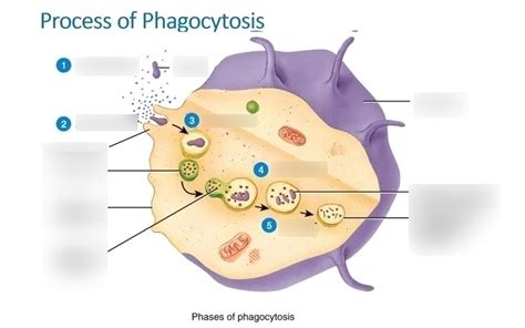 Process of Phagocytosis Diagram | Quizlet