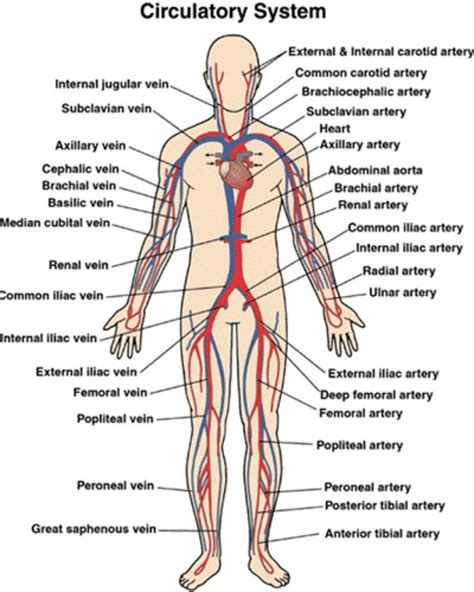 circulatory system main parts and functions fosfe human respiratory ...