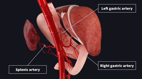 Arterial supply to the stomach | Complete Anatomy