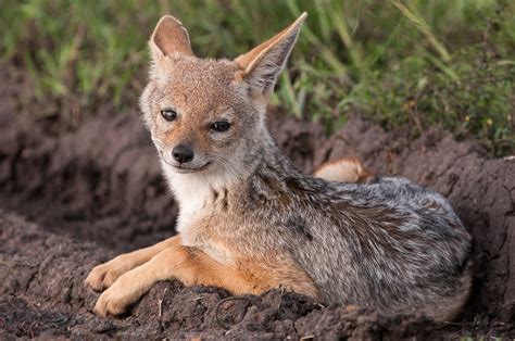 Young Black-Backed Jackal | Sean Crane Photography