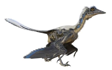 Archaeopteryx - A-Z Animals