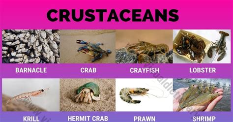 Crustaceans A2 Chart Poster Laminated QPA | ubicaciondepersonas.cdmx.gob.mx