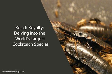 Roach Royalty: Delving into the World's Largest Cockroach Species