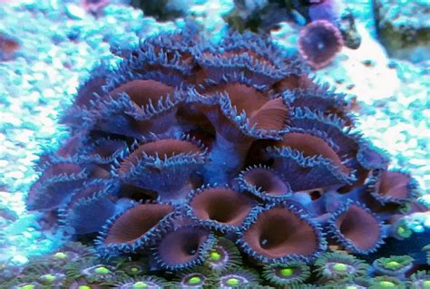 Palythoa Purple Death Coral - Zecareefs Aquarium