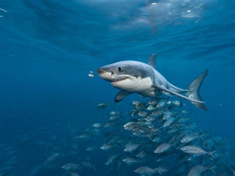 Baby Great White Shark Size