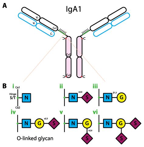 Antibodies | Free Full-Text | Antibody Glycosylation and Inflammation