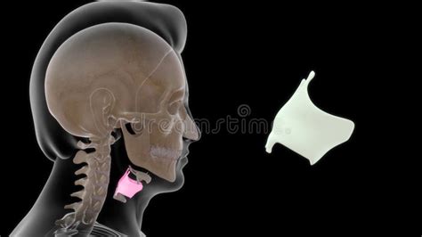 Location of Thyroid Cartilage in Human Stock Illustration ...