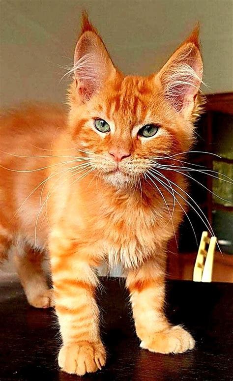 Orange Tabby Cats For Sale