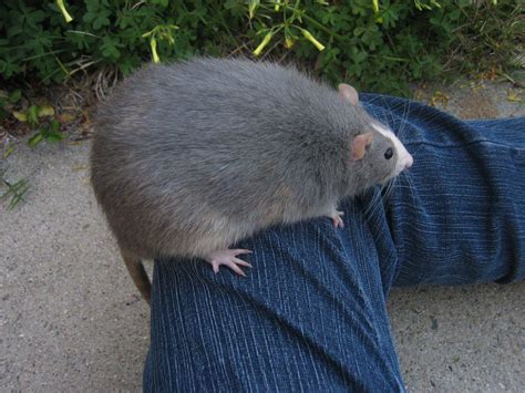 The Giant Rat That Makes All Of The Rules : r/AbsoluteUnits