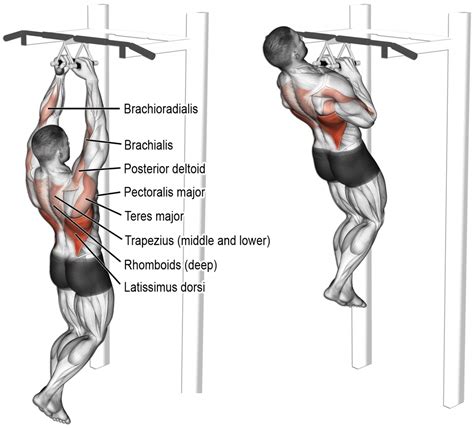 Build Your Upper Body With Close-Grip Pull-Ups - GymGuider.com