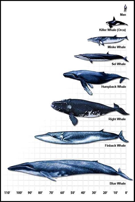 Blue Whale Size Comparison Chart - MH Newsoficial