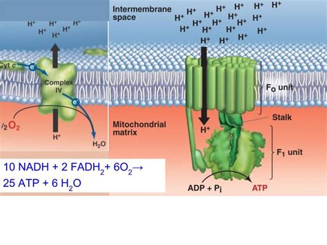 ATP Synthase Diagram | Quizlet