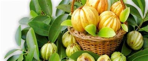 Buy Garcinia Cambogia In India | GoIndiaOrganic.com