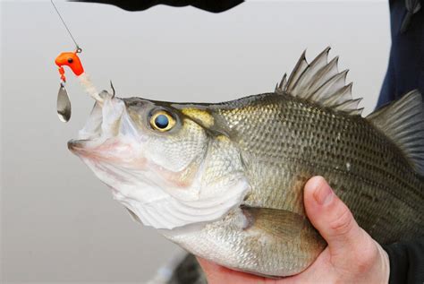 The Best Lures for White Bass Revealed!