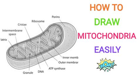 How to draw mitochondria | Diagram | Easy and well labelled diagram ...