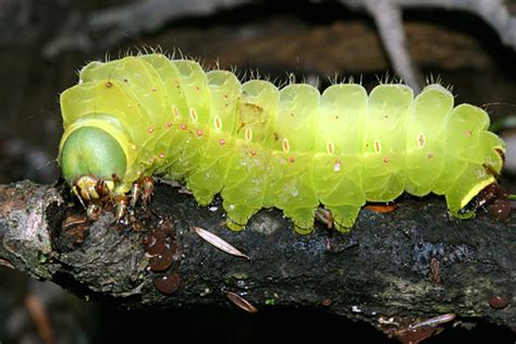 Luna Moth caterpillar - Actias luna - BugGuide.Net