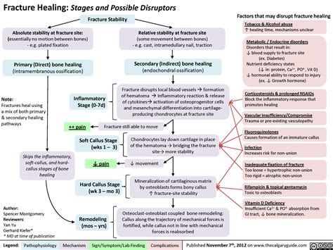 Fracture Healing (and disruptors of this process) | Calgary Guide