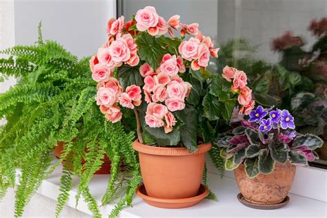 16 Indoor Flowering Plants for 2024 — Top Houseplant Flowers