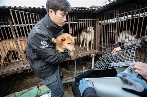 South Korea Introduces Bill To Ban The Dog Meat Trade, Hailed As ...