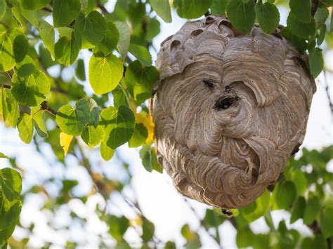 Paper Wasp Nest In Tree