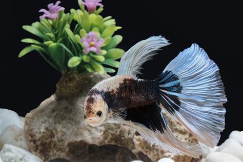 Betta Fish Care 101: The Ultimate Beginner's Guide