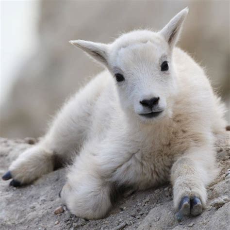 Goat Pics Cute - art-puke