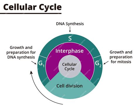 Premium Vector | Cellular cycle diagram. cell cycle phases. life cycle ...