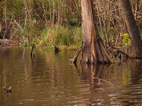 I Heart My Pen: Photography (and other animals): Haunted Swamp, Louisiana