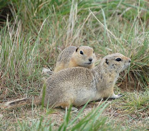 Franklin’s Ground Squirrel Project - Nature Alberta