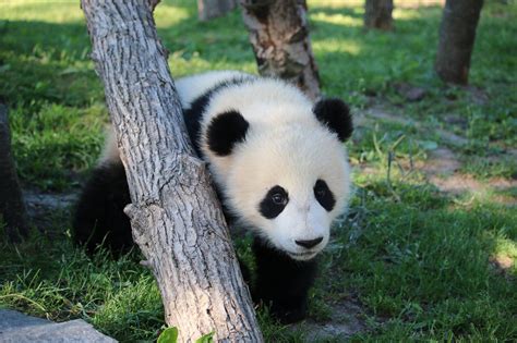 At eight months old, Toronto Zoo panda cubs starting to like bamboo ...