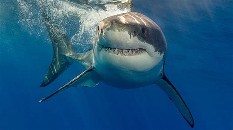 Shark attack at 'deadliest beach in America' sees surfer bitten by ...