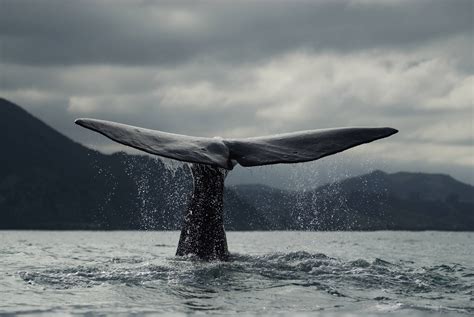 Whale Wallpapers For Desktop (57+ images)