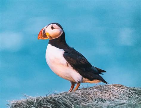 13 Puffin Facts About The Colorful Sea Parrots