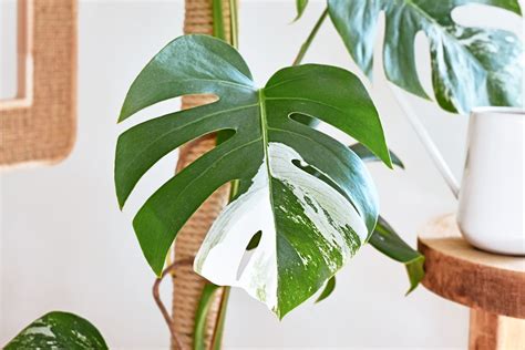 The Variegated Monstera Deliciosa