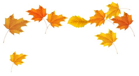 Fall Leaf Clipart No Background