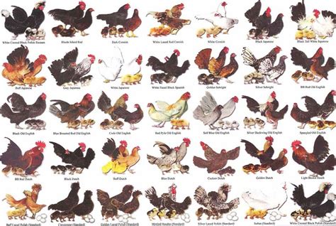 Breeds Of Chickens Chart Porn Videos - Newest Xxx FPornVideos