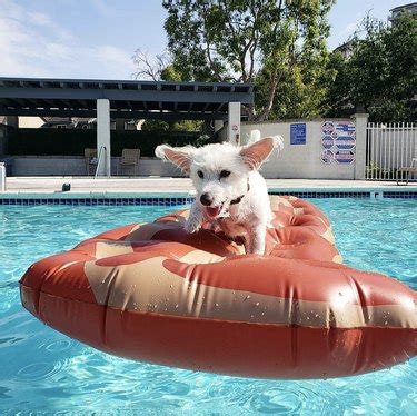 15 Dogs Living Their Most Peaceful Lives on Pool Floaties | Cuteness