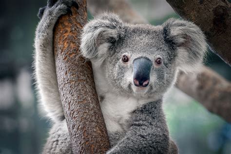 9 Things You Didn't Know About Koalas