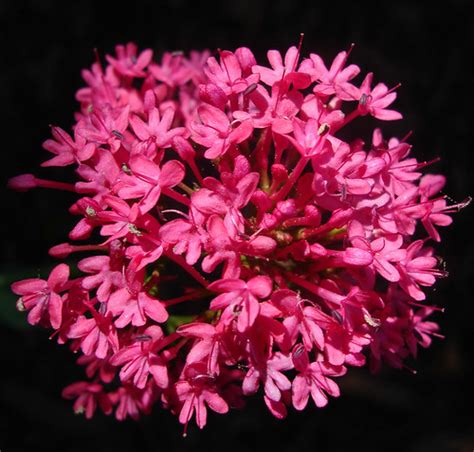 Keys of Heaven - Centranthus ruber coccineus | These flowers… | Flickr