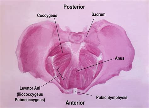 How to Find Your Pelvic Floor (for Mula Bandha) - DoYou