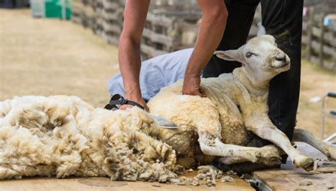 Sheep Shearing: A Brief History | Blog | Griggs Agri | Griggs Agri