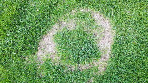 Necrotic Ring Spot Lawn Disease Control | LawnCrafters