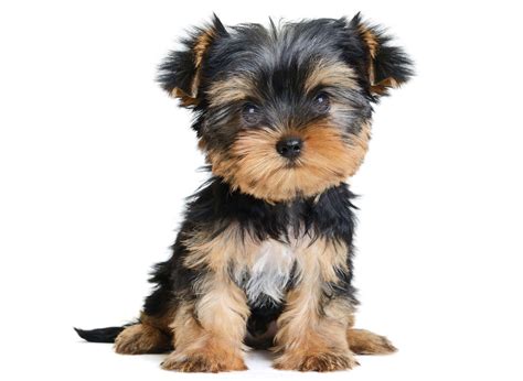 #1 | Yorkshire Terrier Puppies For Sale In Texas