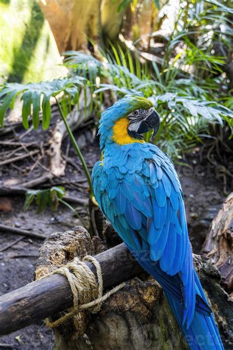 Ara ararauna Colorful of Scarlet macaw bird's feathers with red yellow ...