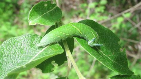 Purple emperor caterpillar - YouTube