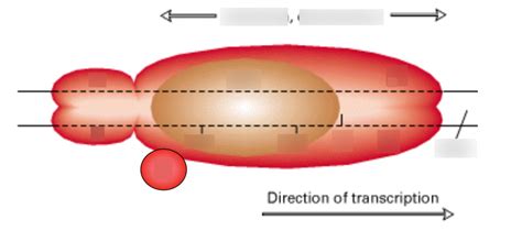 E. coli RNA polymerase holoenzyme Diagram | Quizlet